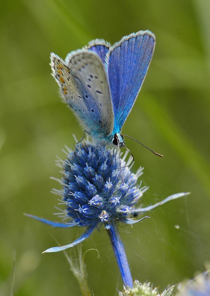 Фотография автора Билан Виктория