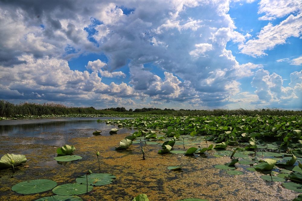 Озеро лотосов