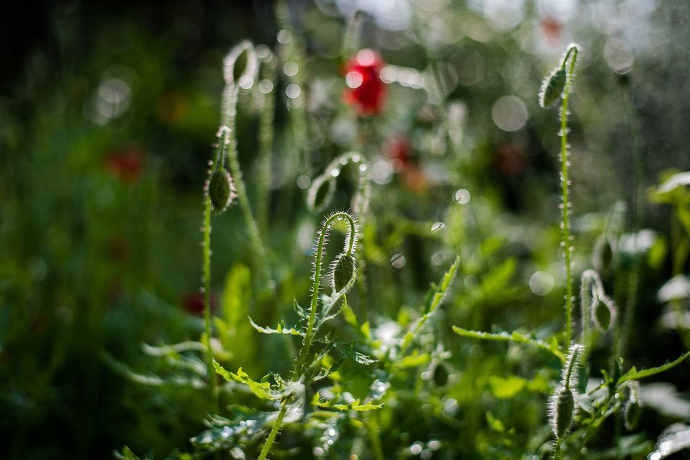 После дождя.