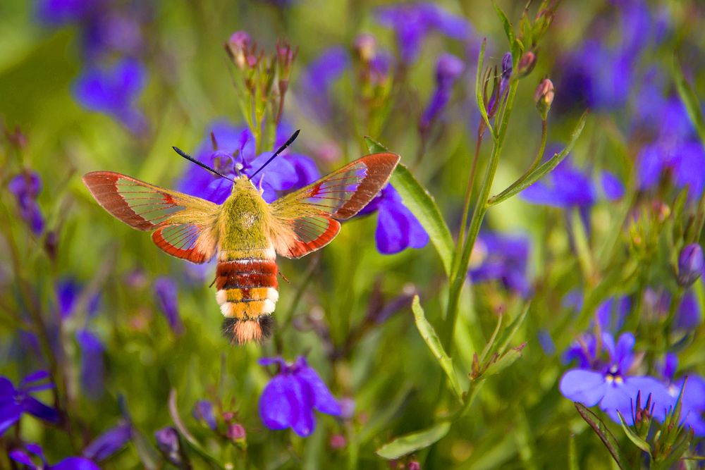 Бабочка бражник