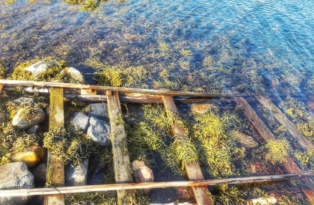 Водоросли Белого моря