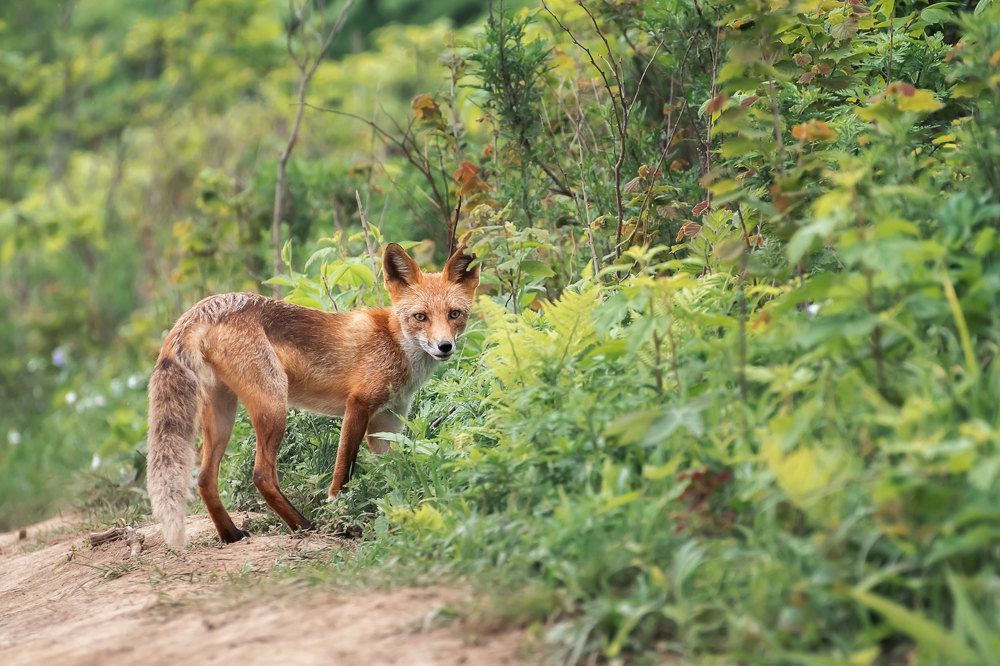 Лисы о. Русский