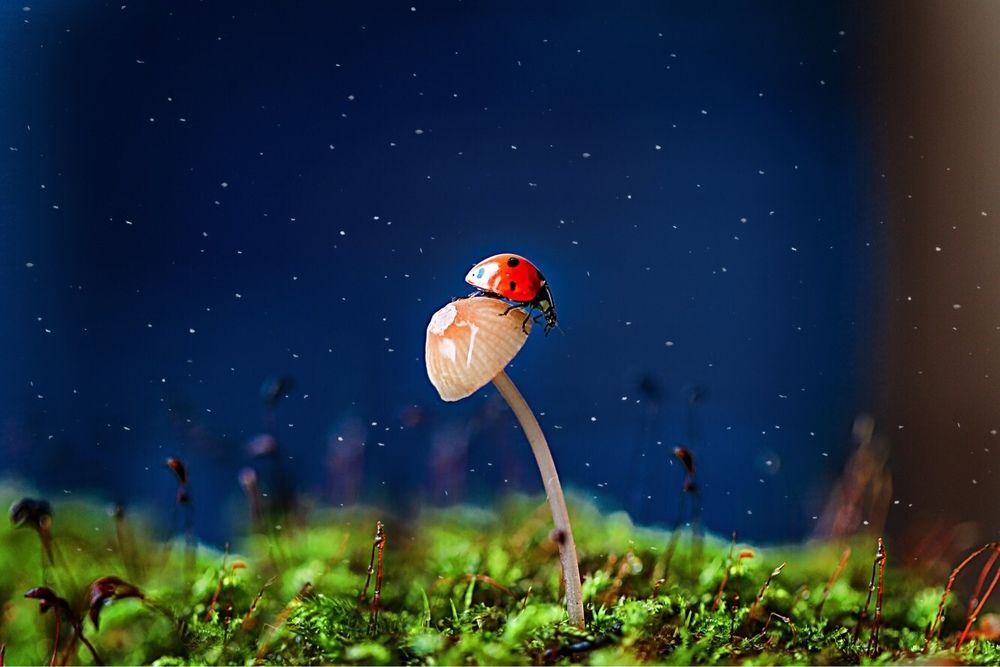 Летняя ночь