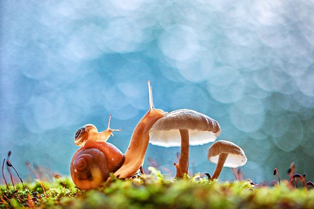 Крошка сын к отцу пришёл...