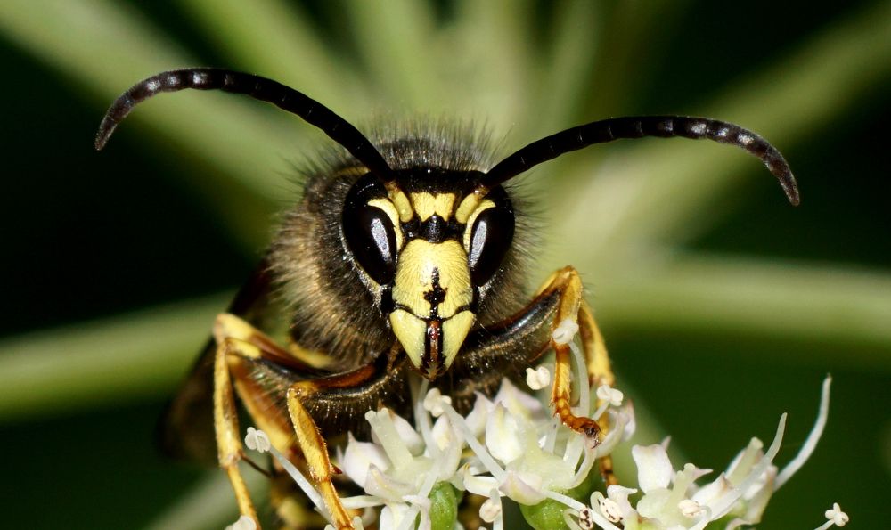 Портрет осы.