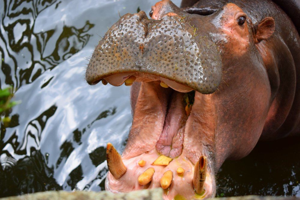 Бегемотик проголодался