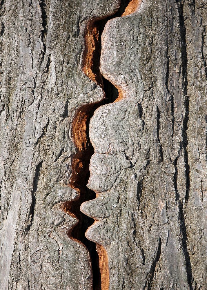 текстура дерева