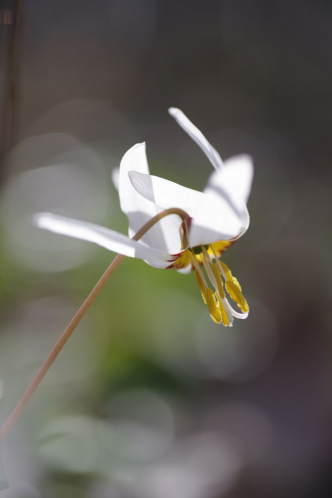 Кандык кавказский