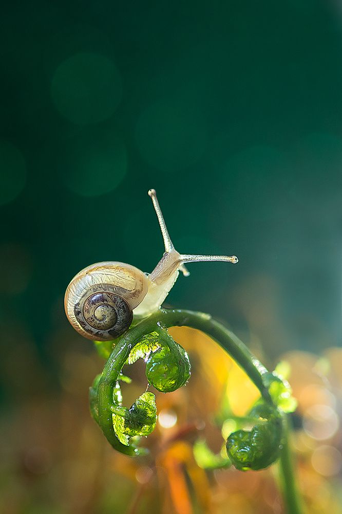 лесная красавица