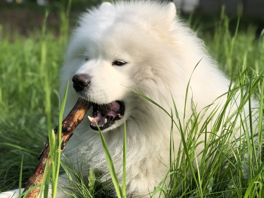 Мишка и палка