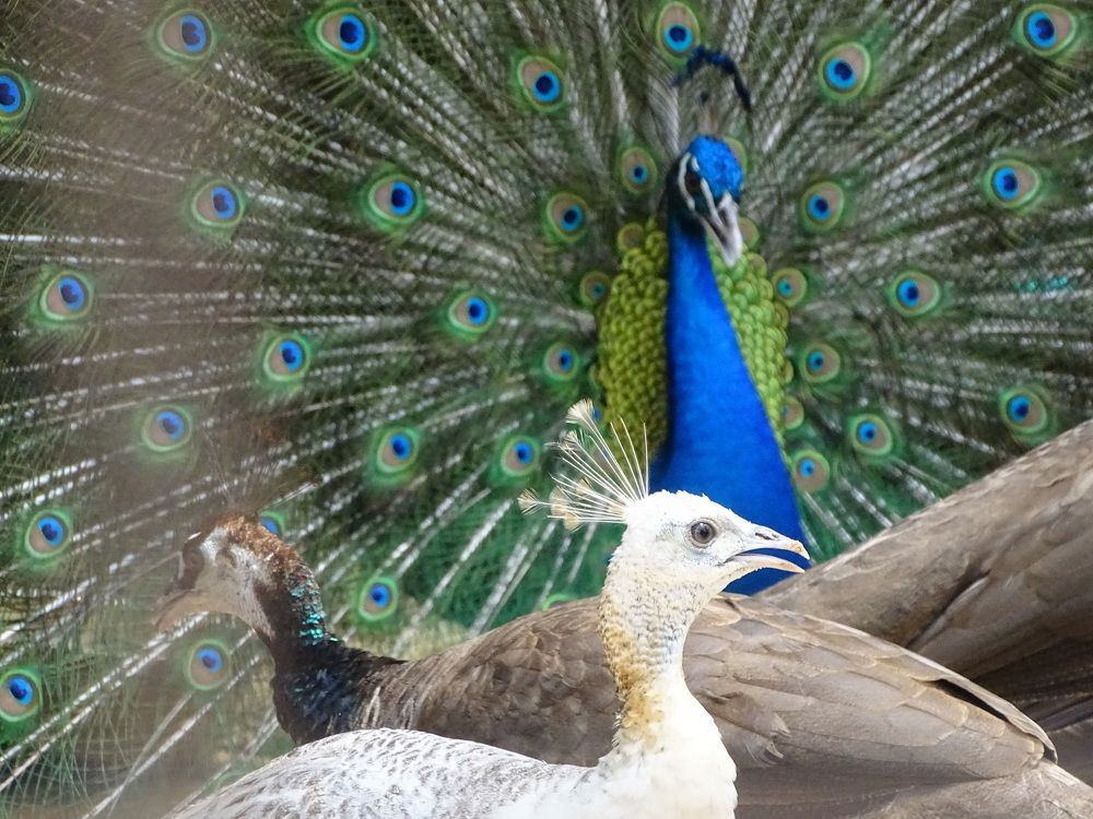 Peacock