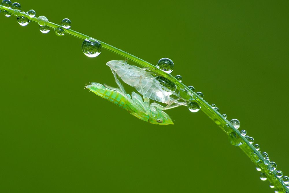 The molting Planthopper