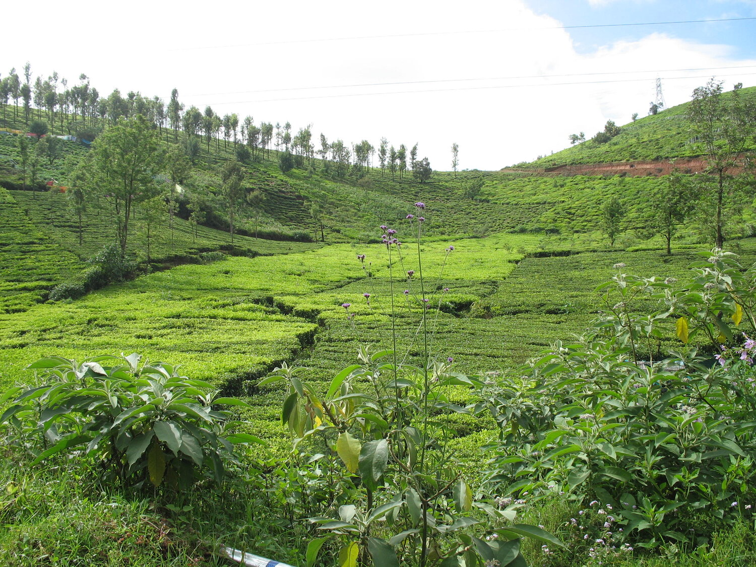 Green Valley