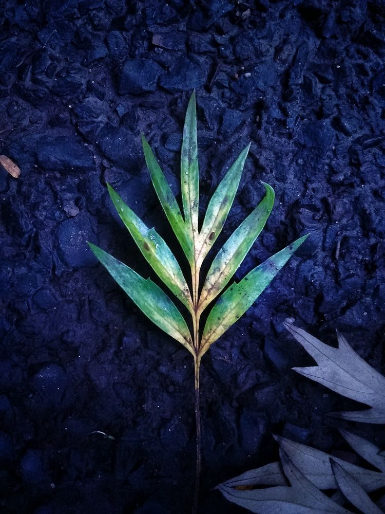 Leaf