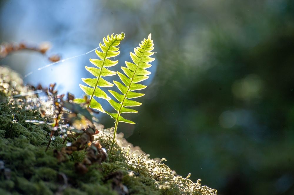 Фотография автора Подколзин Михаил