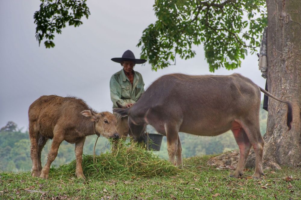 buffalo shepherd