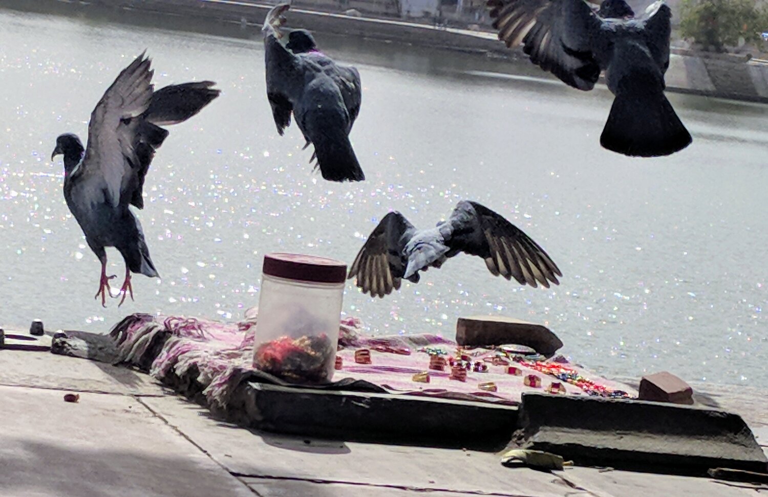 Birds of Flight