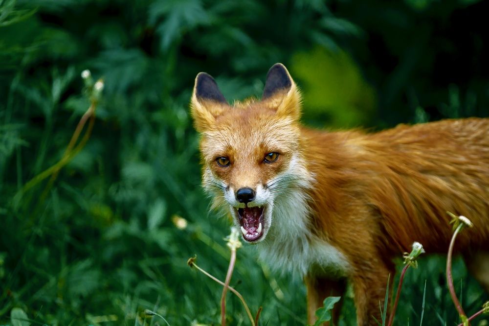 Страшный зверь