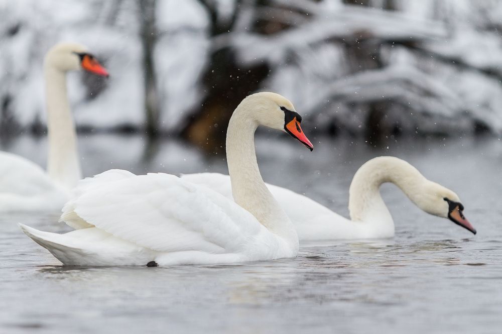 Лебединые истории