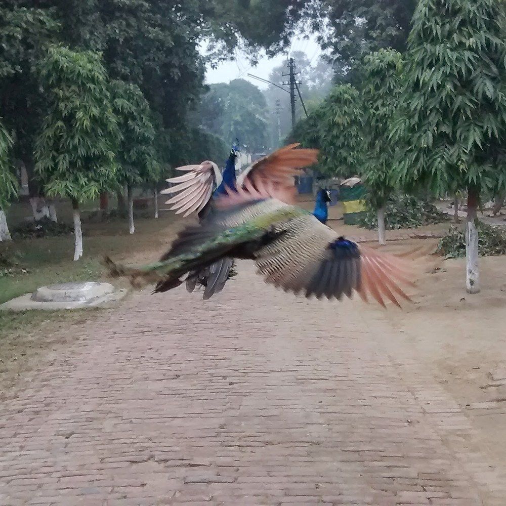 A beautiful peacock