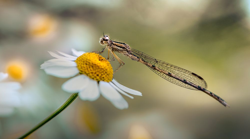 Глазунья на завтрак