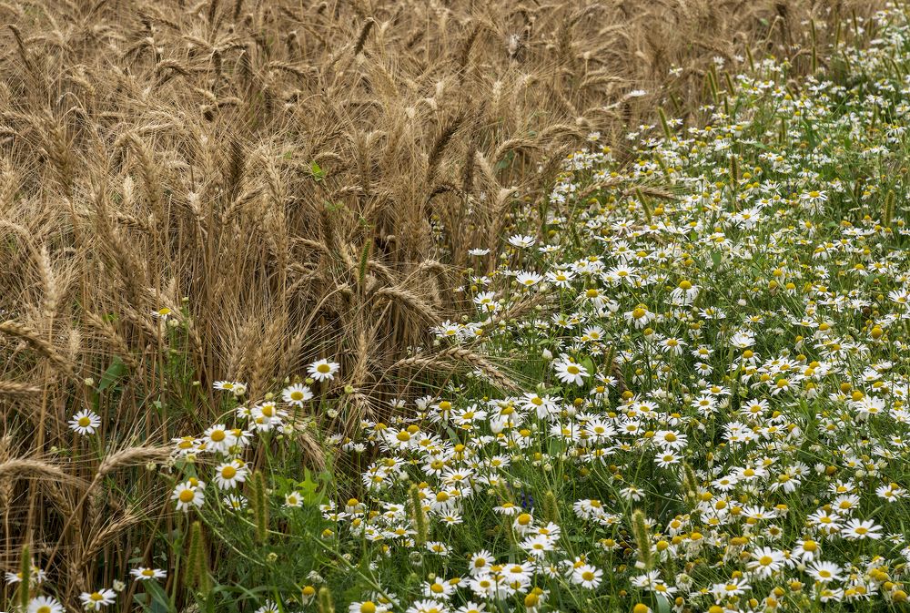 Photograph by Игорь Кляхин