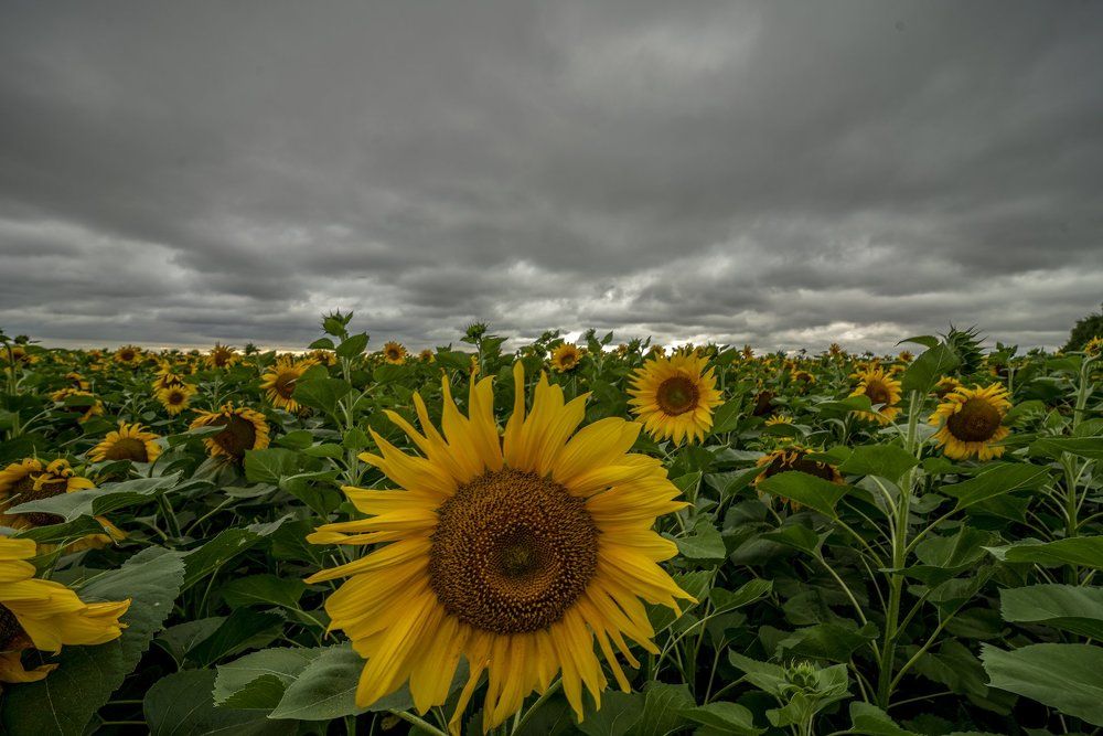 Photograph by Игорь Кляхин