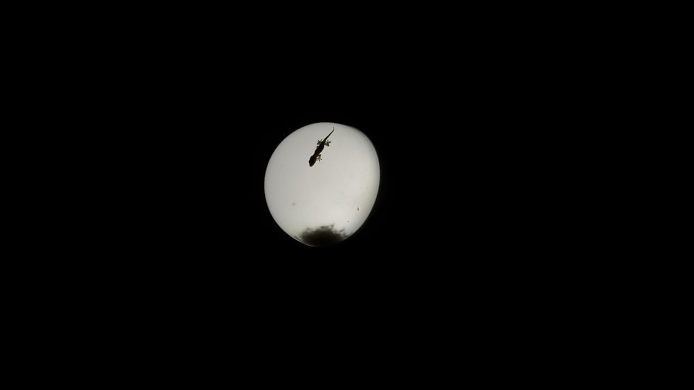 Light and animal