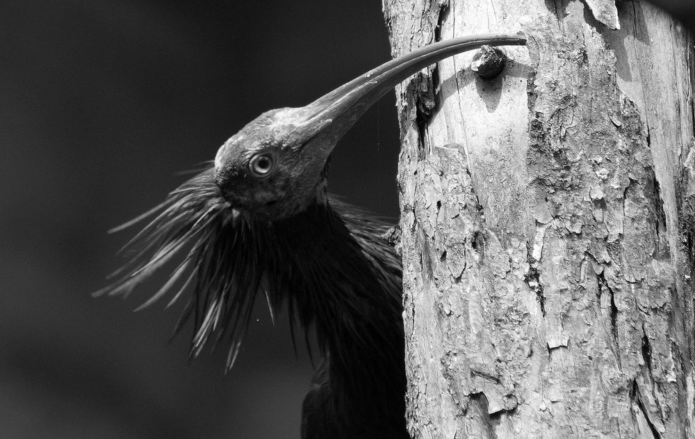 Лысый ибис...