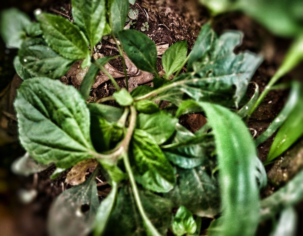 Plant