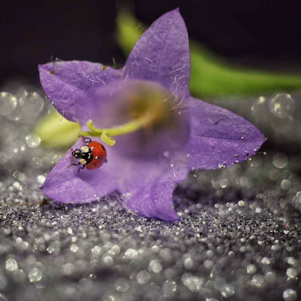 Божья коровка