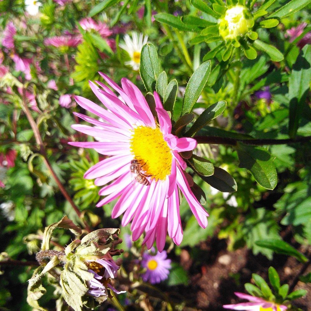 Flowers