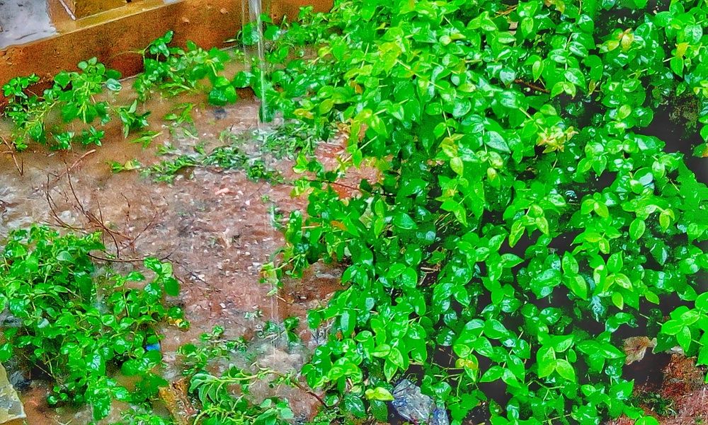Green plant and Water