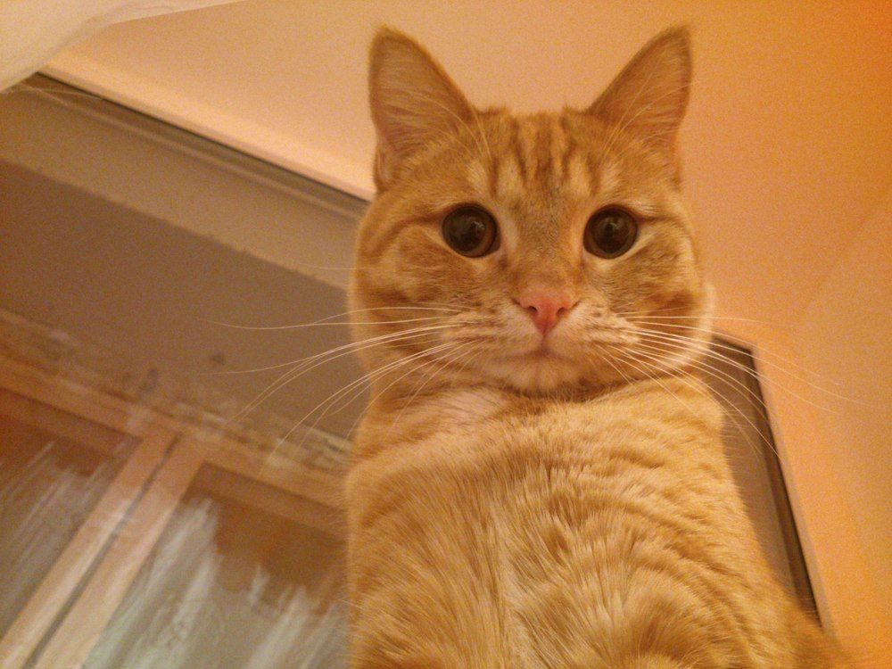 Его зовут Граф... А по факту просто смешной котик :)