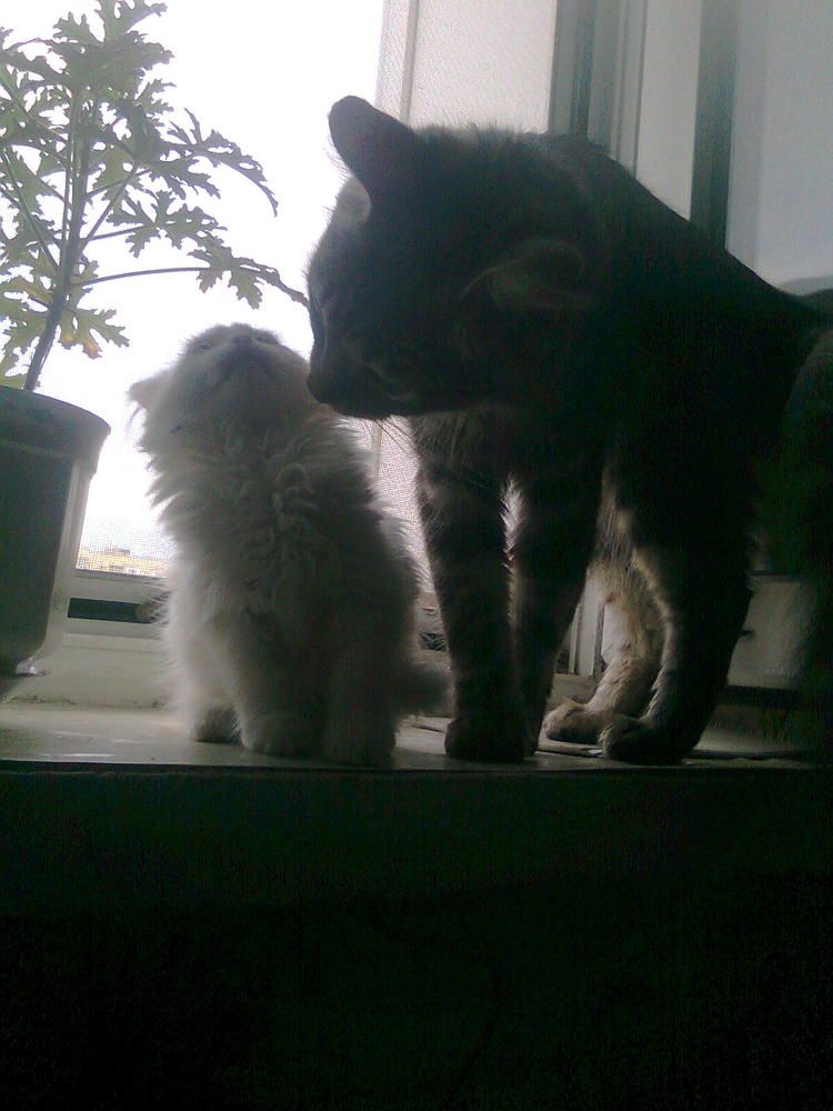 Photograph by limboi serhii