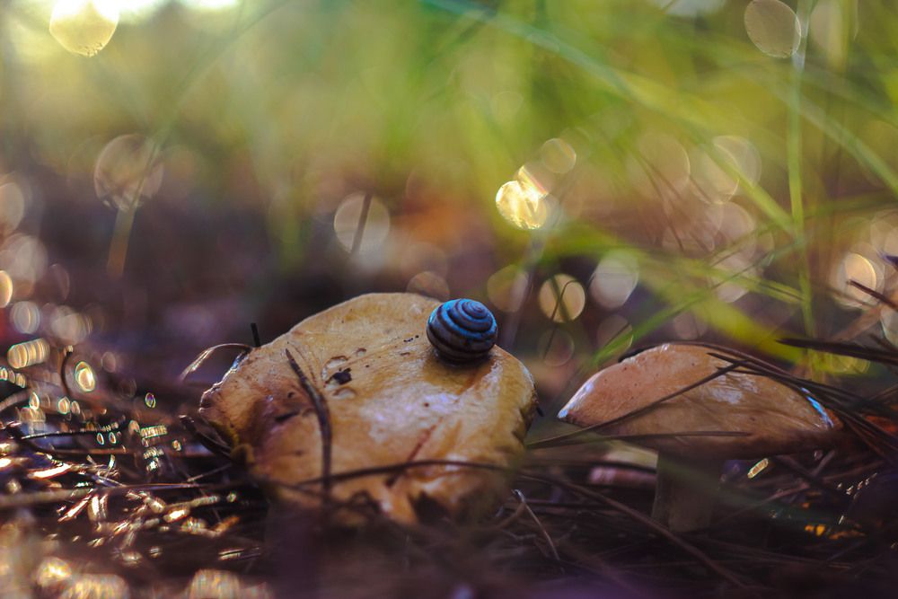 Грибной сезон.