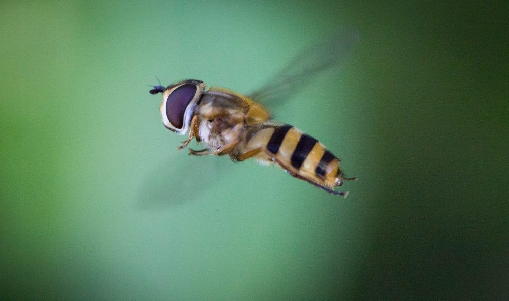 В поисках цветка