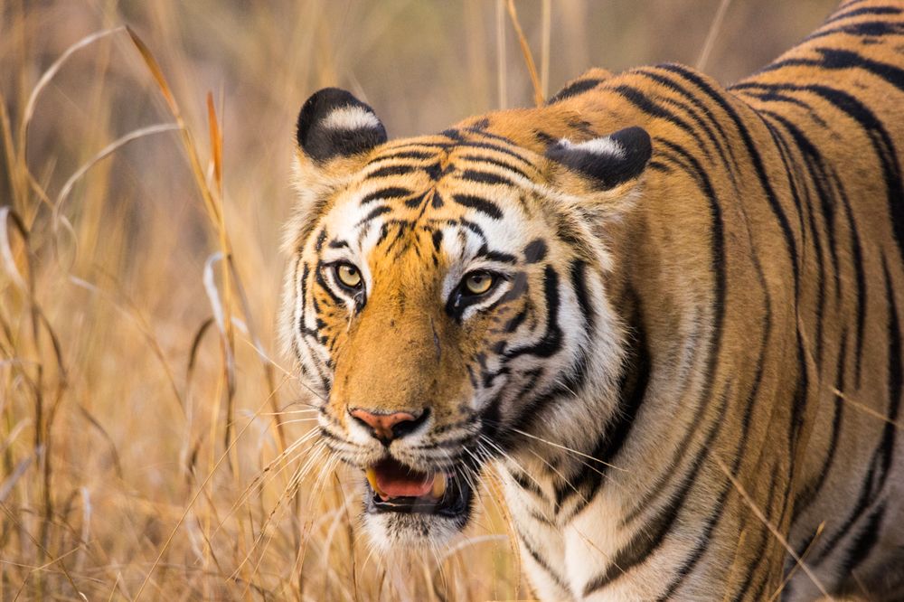 Portrait of Bengal tiger