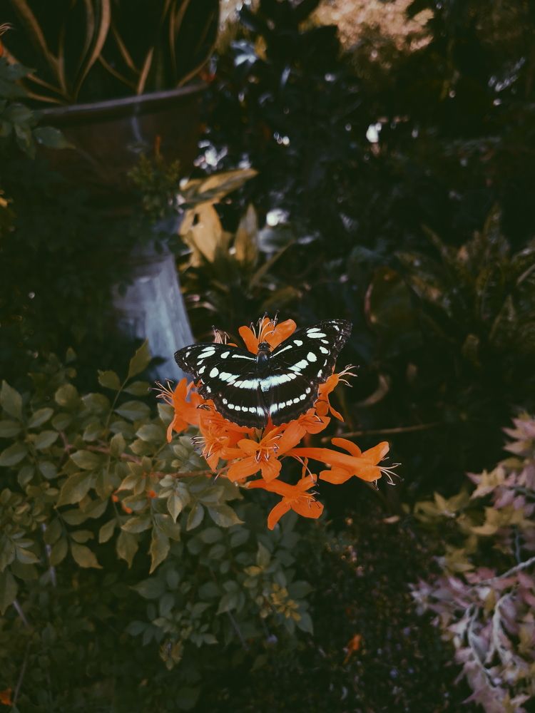 The Beauty of Butterfly