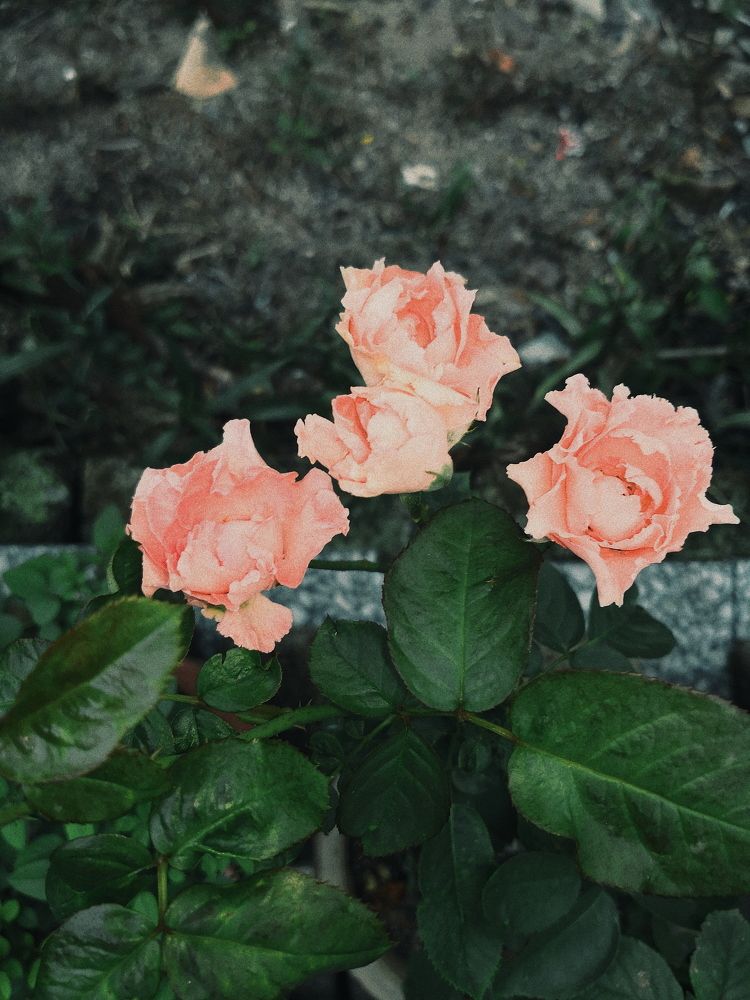 Roses