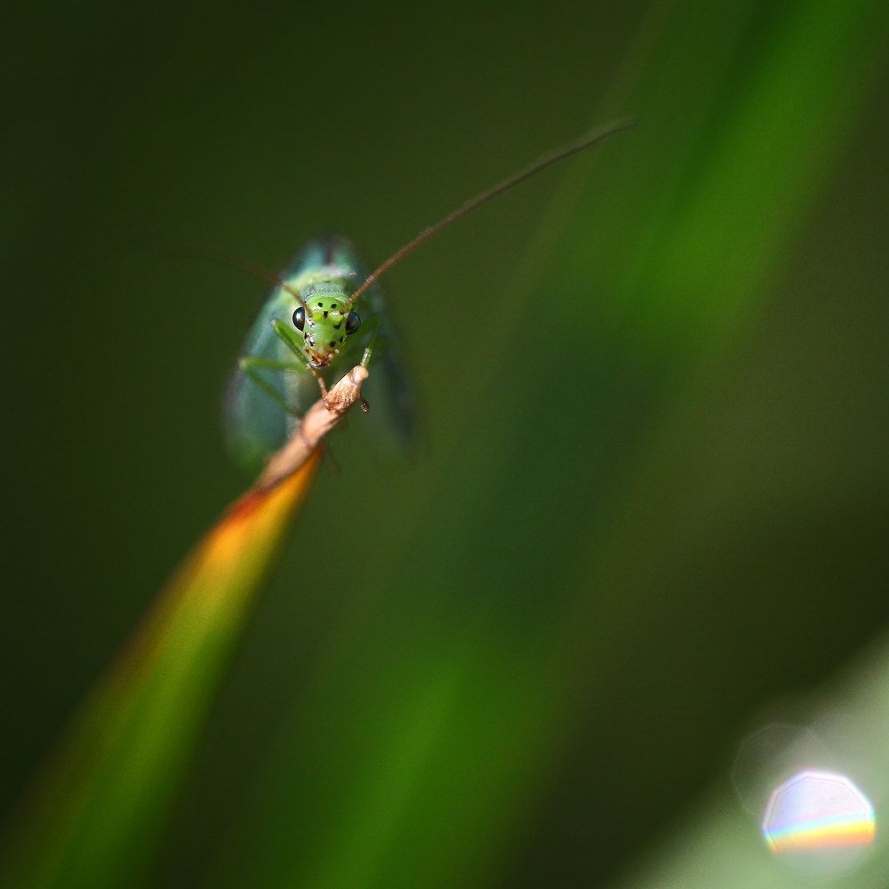 златоглазка