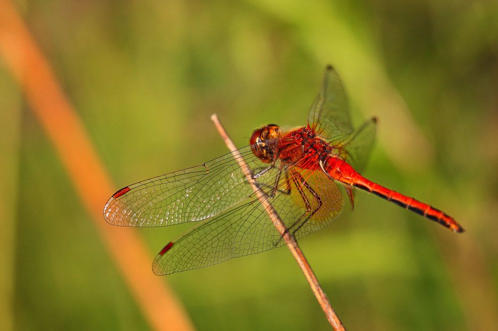 red dragonfly