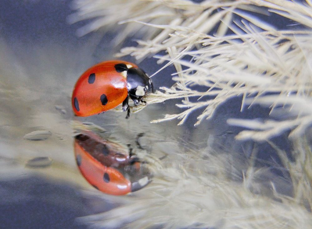 Божья коровка