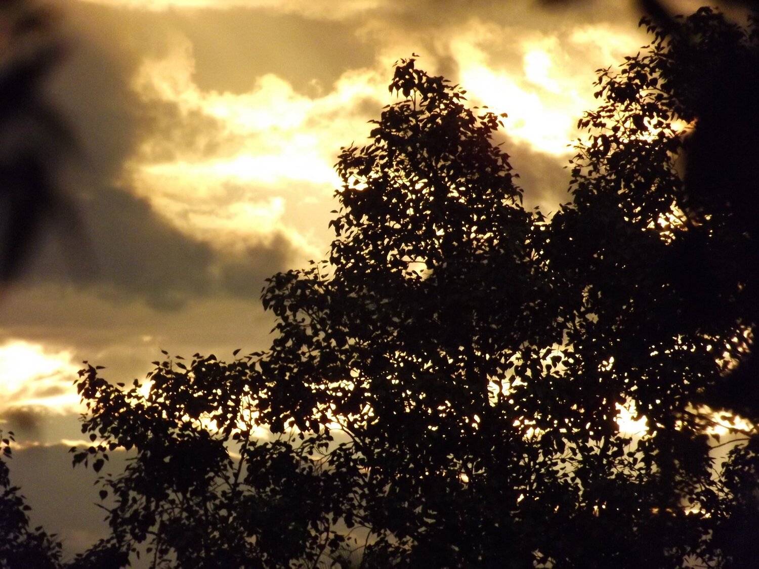 sun light orange.....