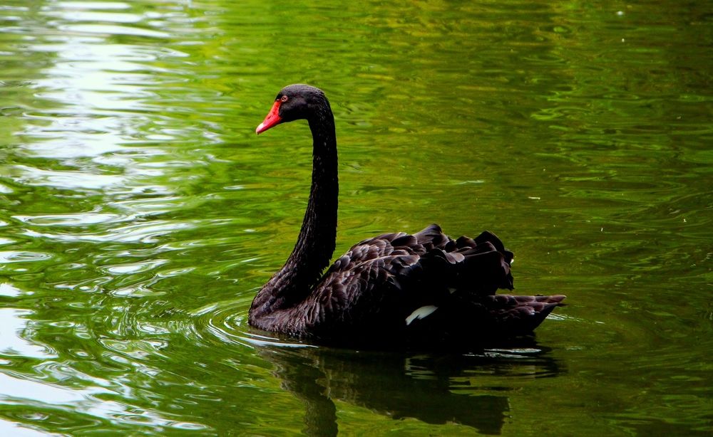 Черный лебедь