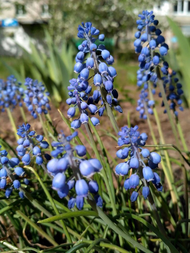 Ведьмин цветок