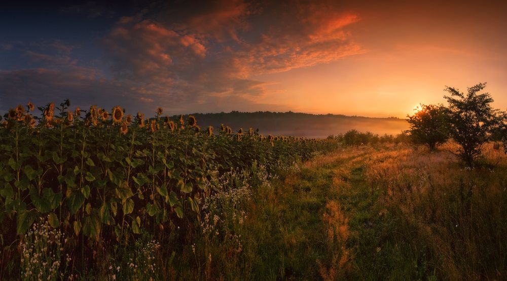 Солнцепоклонники