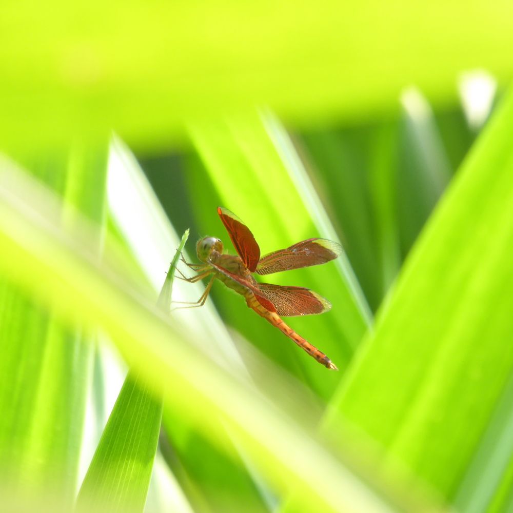 Through The Looking Grass Window