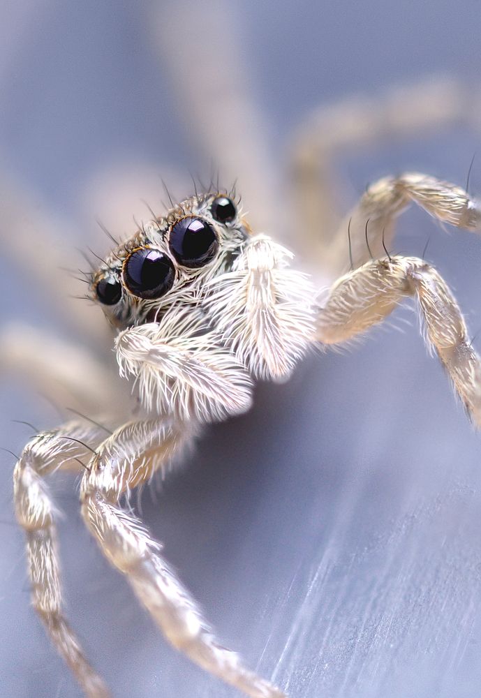 Portrait of the spider