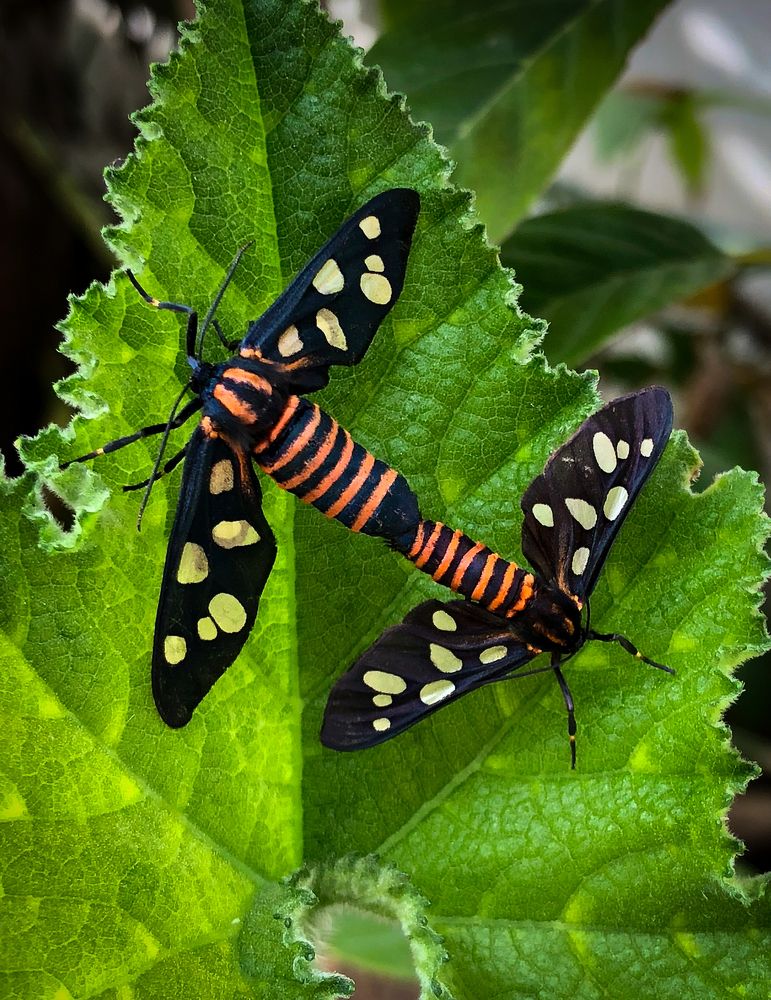Love on the leaf
